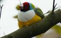 Gouldian, ένα πουλί… ουράνιο τόξο - Φωτογραφία 4