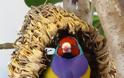 Gouldian, ένα πουλί… ουράνιο τόξο - Φωτογραφία 6