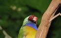 Gouldian, ένα πουλί… ουράνιο τόξο - Φωτογραφία 7