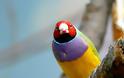 Gouldian, ένα πουλί… ουράνιο τόξο - Φωτογραφία 8