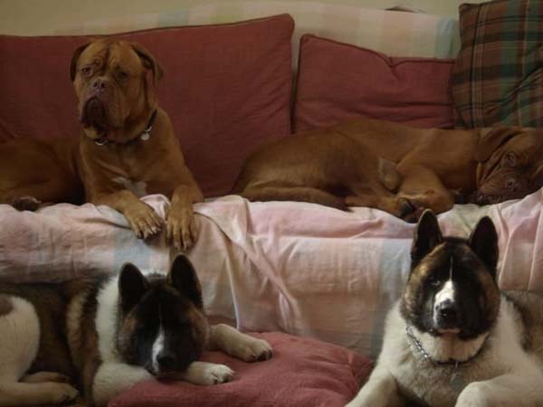 O «Οίκος του Κοπρίτη» προσφέρει… σκυλίσια ζωή! - Φωτογραφία 2