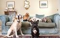 O «Οίκος του Κοπρίτη» προσφέρει… σκυλίσια ζωή!