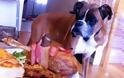 Συγκινητικό: Ο καρκινοπαθής σκύλος και το τελευταίο του γεύμα (ΒΙΝΤΕΟ)