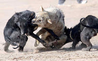 Λύκοι στη Θεσπρωτία κατασπαράσσουν κυνηγόσκυλα και τσοπανόσκυλα! - Φωτογραφία 1