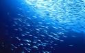 Μικρότερα και λιγότερα ψάρια τα επόμενα 50 χρόνια