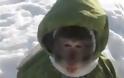 Μια μαϊμού με μπουφάν παίζει στο χιόνι [Video]