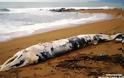 Πτεροφάλαινα ξεβράστηκε στις ακτές της Κυπαρισσίας [video]