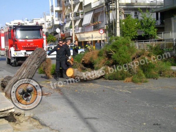 Δέντρο μες τη μέση του δρόμου στο Περιστέρι - Φωτογραφία 2