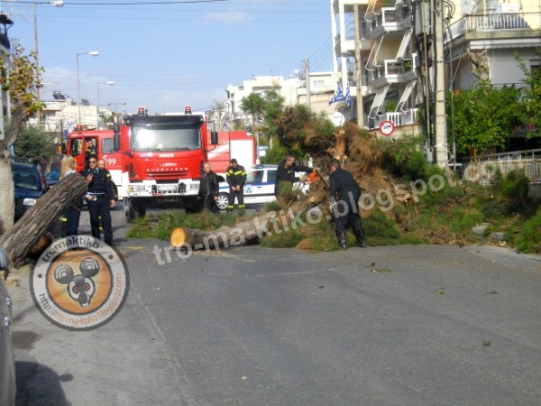 Δέντρο μες τη μέση του δρόμου στο Περιστέρι - Φωτογραφία 3