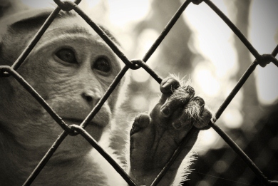 “Τέλος” στα πειράματα σε ζώα για καλλυντικά στην Ευρώπη - Φωτογραφία 1