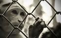 “Τέλος” στα πειράματα σε ζώα για καλλυντικά στην Ευρώπη