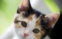 Γάτα: O δολοφόνος με αγγελικό πρόσωπο μέσα στο σπίτι