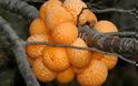 Τα παράξενα «πορτοκάλια» του Δαρβίνου!