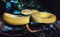 Ζισικιάο: To χωριό που πλουτίζει εκτρέφοντας φίδια