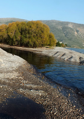 «Μπάτε σκύλοι αλέστε» έχει καταντήσει ο Δήμος Δελφών! - Φωτογραφία 2