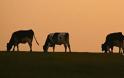 Δόθηκαν οι προκαταβολές στους αγελαδοτρόφους που παραδίδουν γάλα στην Δωδώνη