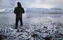 Αποκάλυψη των ψαριών στην Ισλανδία: Εκατομμύρια ρέγγες νεκρές στις ακτές!