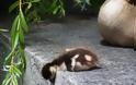 Αξιολάτρευτα ζώα σε απίστευτες στάσεις… ύπνου! - Φωτογραφία 13