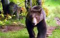 Ακόμα ένα αρκουδάκι σκοτώθηκε διασχίζοντας την Εγνατία