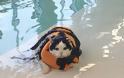 Holly, η γάτα που κολυμπά σε πισίνα… για να χάσει βάρος!