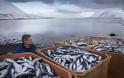 Σκηνές Αποκάλυψης: Τα νερά ξεβράζουν χιλιάδες νεκρά ψάρια! - Φωτογραφία 2