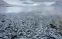 Σκηνές Αποκάλυψης: Τα νερά ξεβράζουν χιλιάδες νεκρά ψάρια! - Φωτογραφία 3