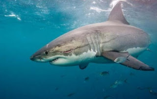 Καταδικάστηκε ψαράς που έπιασε λευκό καρχαρία - Φωτογραφία 1