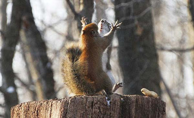 Μονομαχία δύο σκίουρων για… ένα φιστίκι! - Φωτογραφία 5