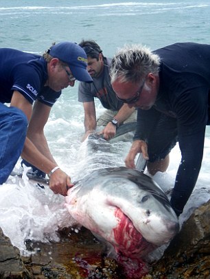 Καταδικάστηκε γιατί σκότωσε ένα μεγάλο λευκό καρχαρία - Φωτογραφία 3