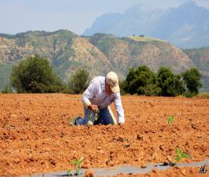 Απάτη αγροτών 244 εκατ. ευρώ με την επιστροφή ΦΠΑ - Φωτογραφία 1