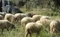 Γιάννενα: 67 πρόβατα έκαναν ... φτερά