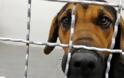Βρετανία: Μικροτσίπ σε όλους τους σκύλους έως το 2016