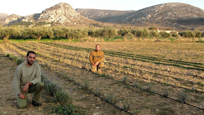 Οι 30αρηδες της Σητείας επενδύουν... στα αρωματικά φυτά - Φωτογραφία 4