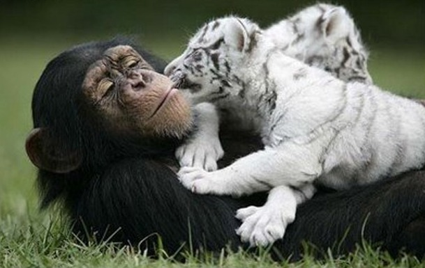 Τα ζώα αγνοούν την έννοια του ρατσισμού - Φωτογραφία 4