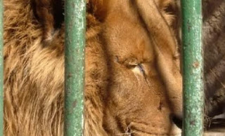 Τέλος τα λιοντάρια στα τσίρκο της Βρετανίας - Φωτογραφία 1