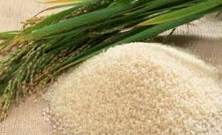 Καλλιέργεια «χρυσού» ρυζιού στις Φιλιππίνες - Φωτογραφία 1