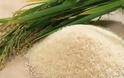 Καλλιέργεια «χρυσού» ρυζιού στις Φιλιππίνες