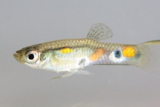T' αρσενικά ψάρια Poecilia reticulata - Φωτογραφία 1