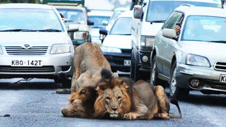 Λιοντάρια προκαλούν… μποτιλιάρισμα! - Φωτογραφία 1