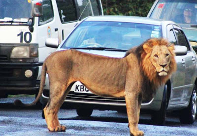 Λιοντάρια προκαλούν… μποτιλιάρισμα! - Φωτογραφία 3
