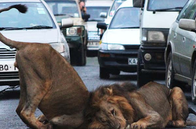 Λιοντάρια προκαλούν… μποτιλιάρισμα! - Φωτογραφία 5