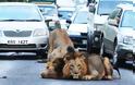 Λιοντάρια προκαλούν… μποτιλιάρισμα!