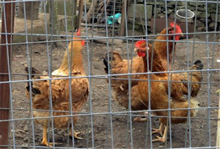 Αχαΐα: Της ζητούν αποζημίωση 300 ευρώ για τις κότες που έφαγε ο σκύλος της - Φωτογραφία 1