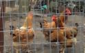 Αχαΐα: Της ζητούν αποζημίωση 300 ευρώ για τις κότες που έφαγε ο σκύλος της