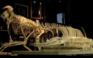 Κλεμμένος δεινόσαυρος 70 εκατομμυρίων ετών αναμένεται να επιστρέψει στη Μογγολία - Φωτογραφία 1