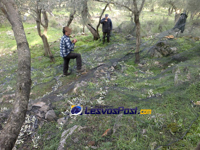 Συνεχίζεται η ελαιοκομιδή στην Λέσβο - Φωτογραφία 2