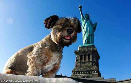 Όσκαρ, ο σκύλος που έχει ταξιδέψει στις μεγαλύτερες πόλεις του κόσμου! - Φωτογραφία 1