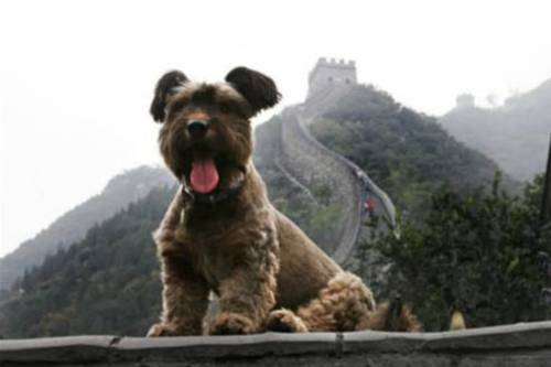 Όσκαρ, ο σκύλος που έχει ταξιδέψει στις μεγαλύτερες πόλεις του κόσμου! - Φωτογραφία 10