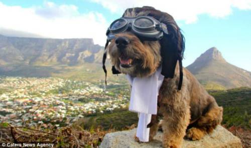 Όσκαρ, ο σκύλος που έχει ταξιδέψει στις μεγαλύτερες πόλεις του κόσμου! - Φωτογραφία 2