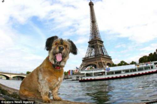 Όσκαρ, ο σκύλος που έχει ταξιδέψει στις μεγαλύτερες πόλεις του κόσμου! - Φωτογραφία 5